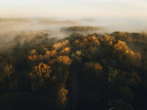 Foto aérea de un bosque con niebla