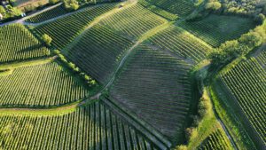 Fotografía aérea de un verde campo formando patrones de líneas