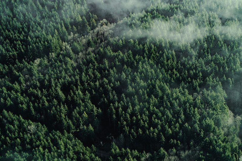 Fotografía aérea de un bosque de pinos y nubes